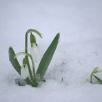 Endlich ist der Frühling sichtbar