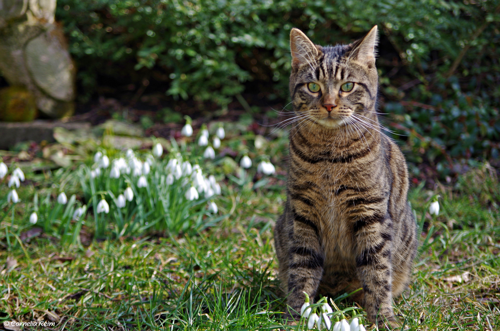 Endlich ist der Schnee weg - Frühling im Garten