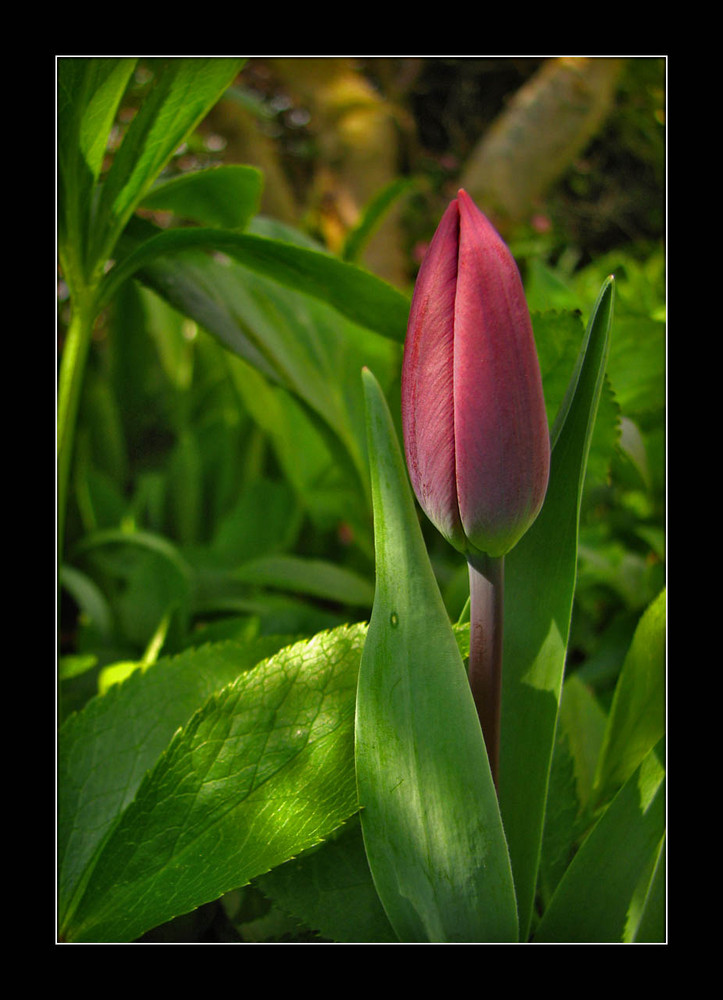 ... endlich ist er da, der Frühling!!!