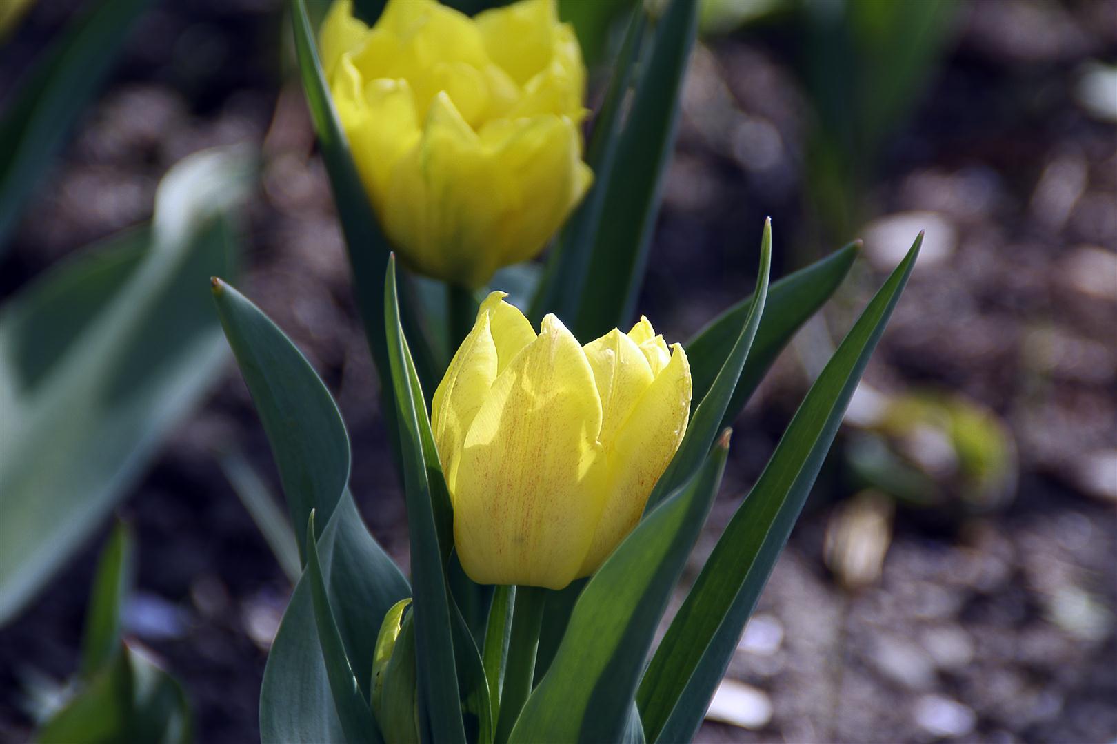 Endlich ist er da, der Frühling..