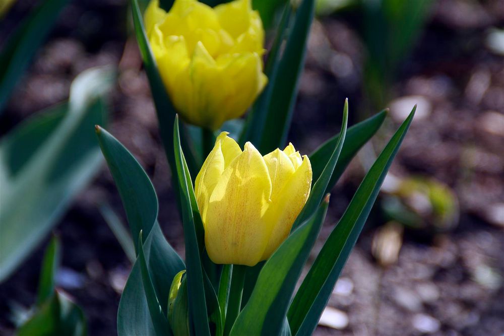 Endlich ist er da, der Frühling.. von Anne Frie.