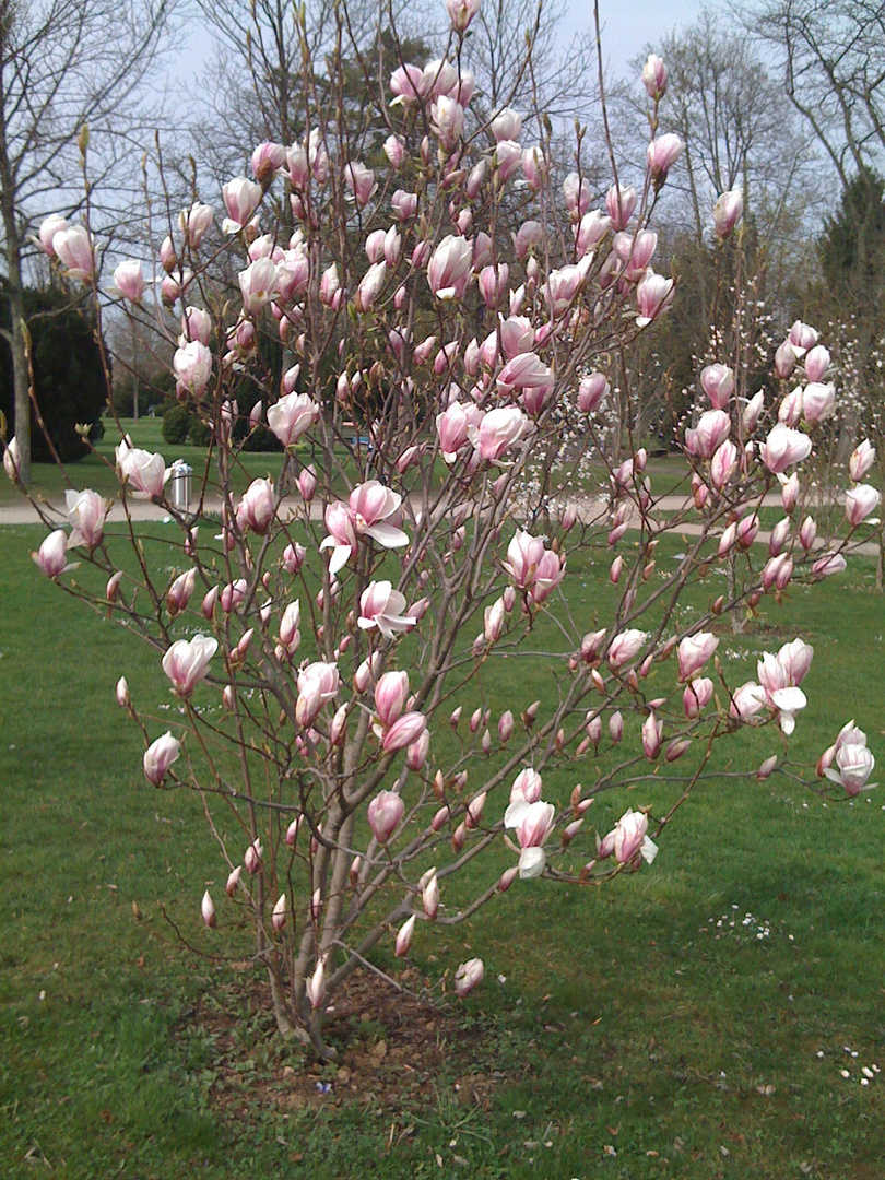 Endlich ist er da, der Frühling ....