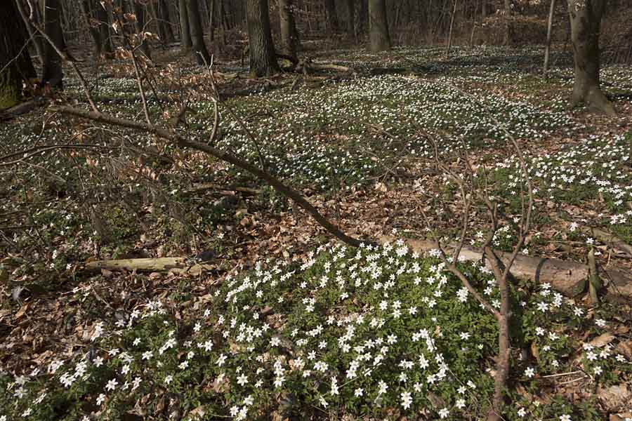 Endlich ist er da - der Frühling