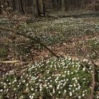 Endlich ist er da - der Frühling