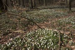 Endlich ist er da - der Frühling