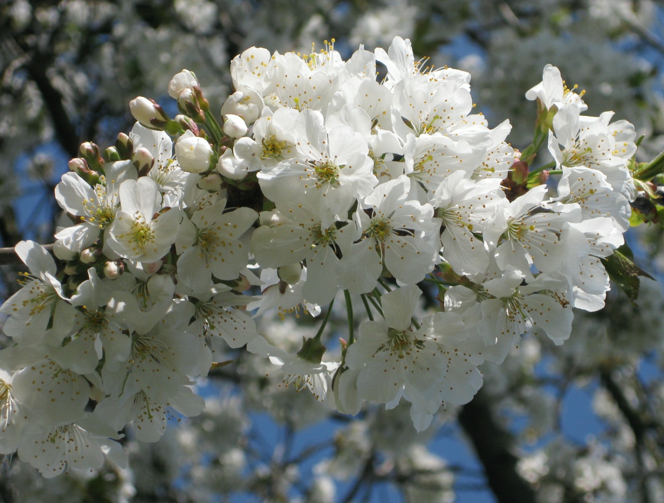 Endlich ist es Frühling