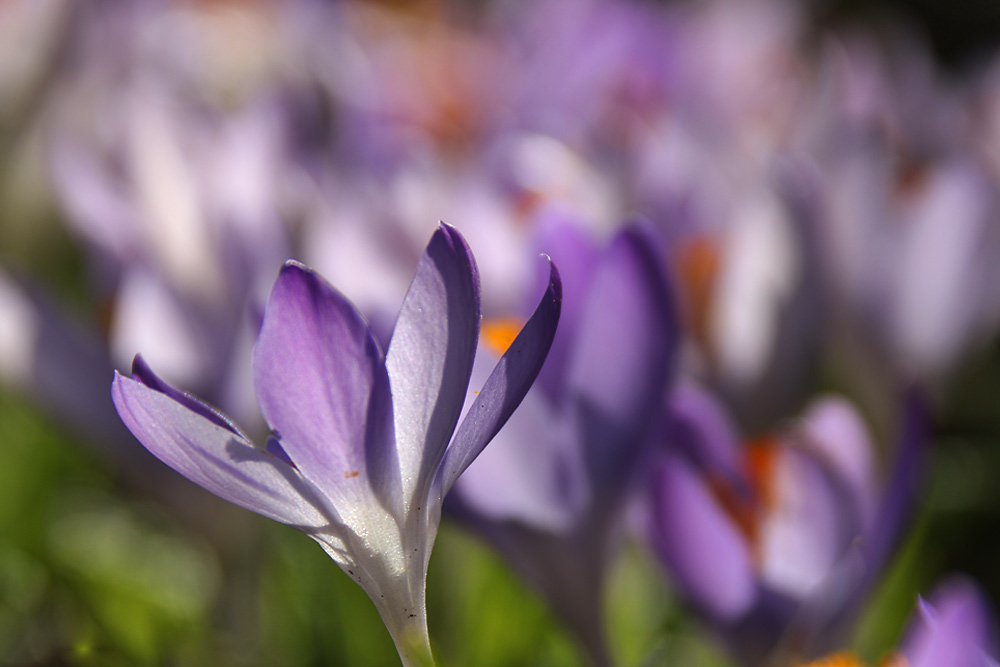 endlich ist es Frühling bei uns......