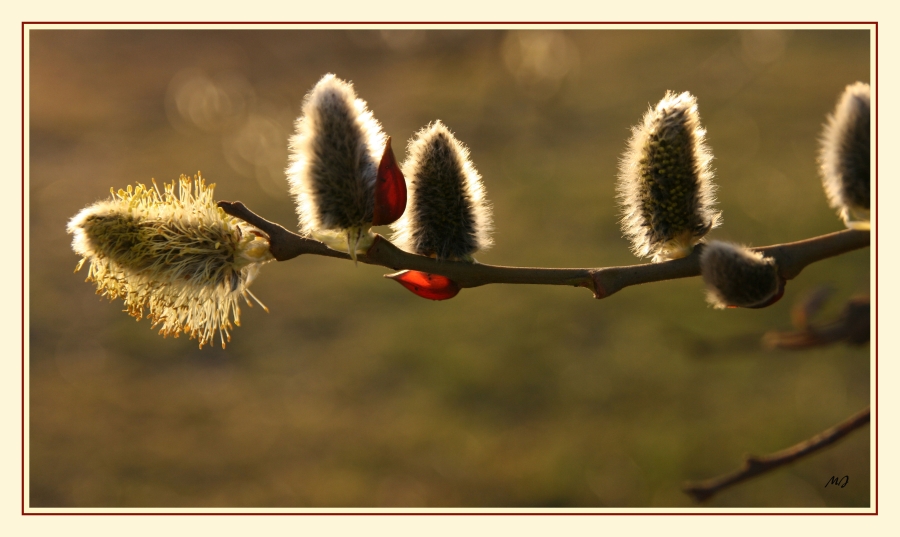 Endlich ist Frühling