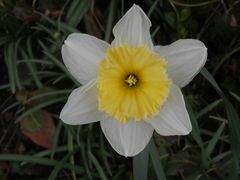 Endlich ist Frühling - blühende zweifarbige Osterglocke