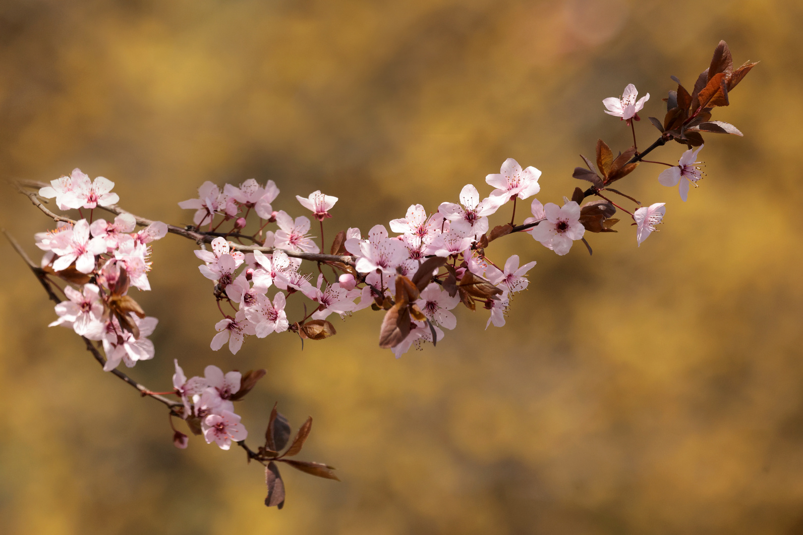 Endlich ist Frühling ...