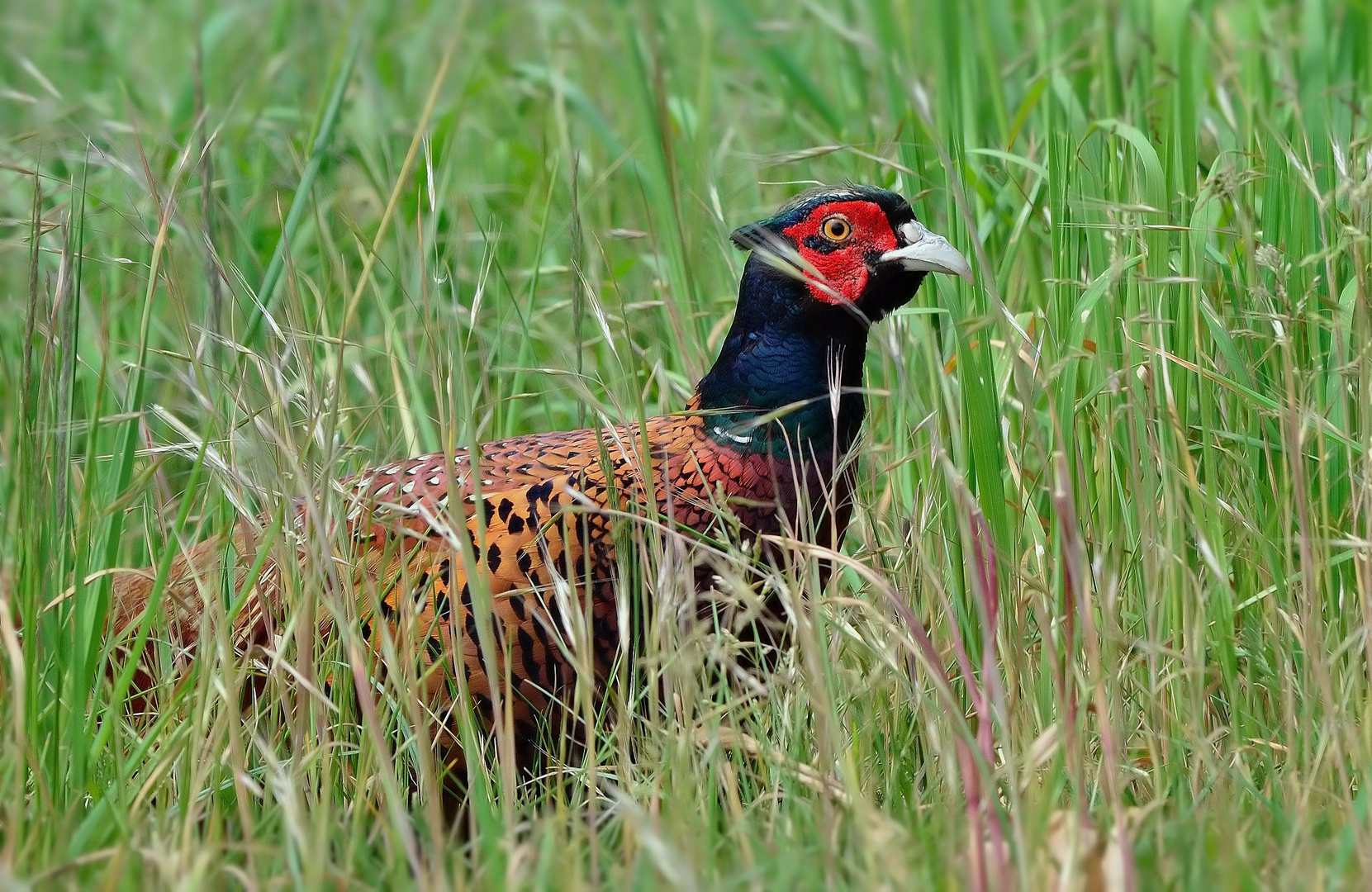 Endlich " Jagdglück "