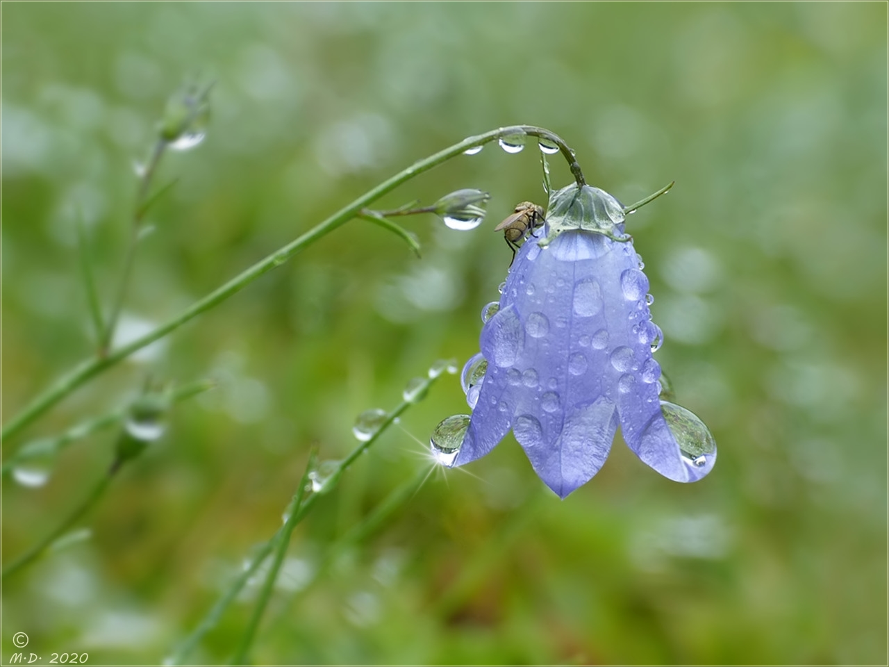 Endlich kam der lang ersehnte Regen ...