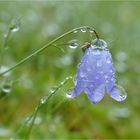 Endlich kam der lang ersehnte Regen ...