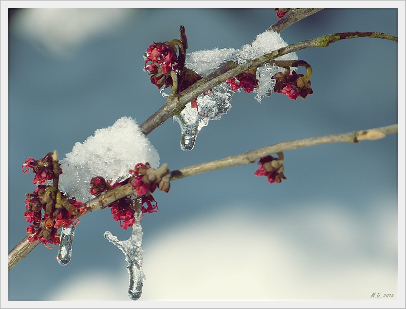 Endlich kam die Sonne raus und die Hamamelis freute sich!