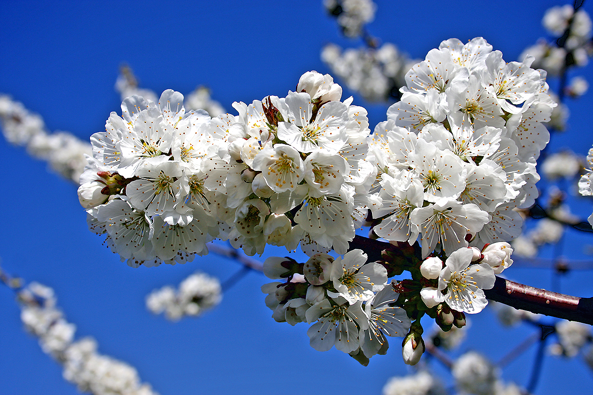 endlich Kirschblüte