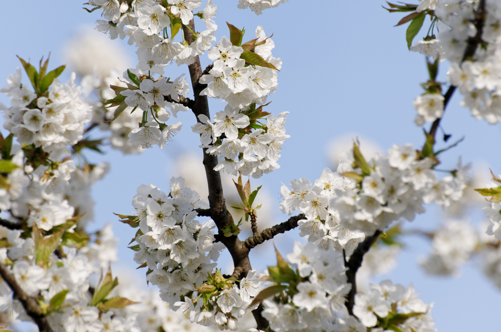 Endlich ... Kirschblüten im April