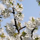 Endlich ... Kirschblüten im April