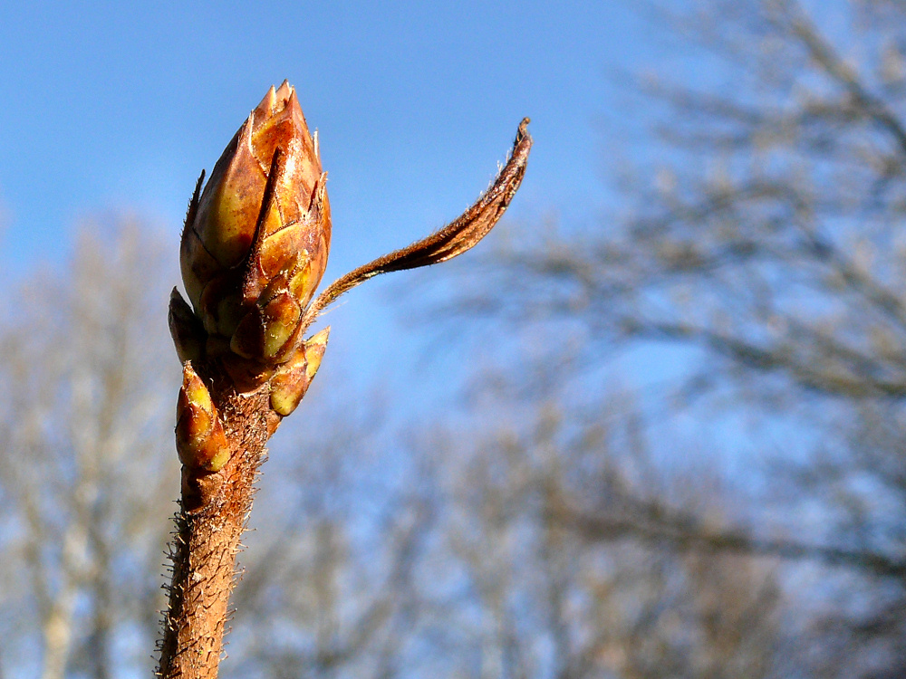 Endlich Knospen!!!