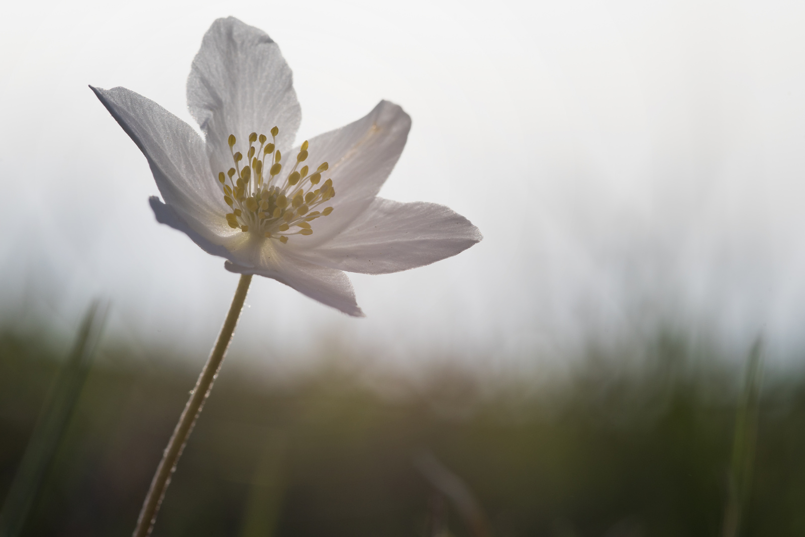 Endlich kommt der Frühling