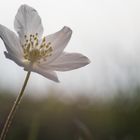 Endlich kommt der Frühling