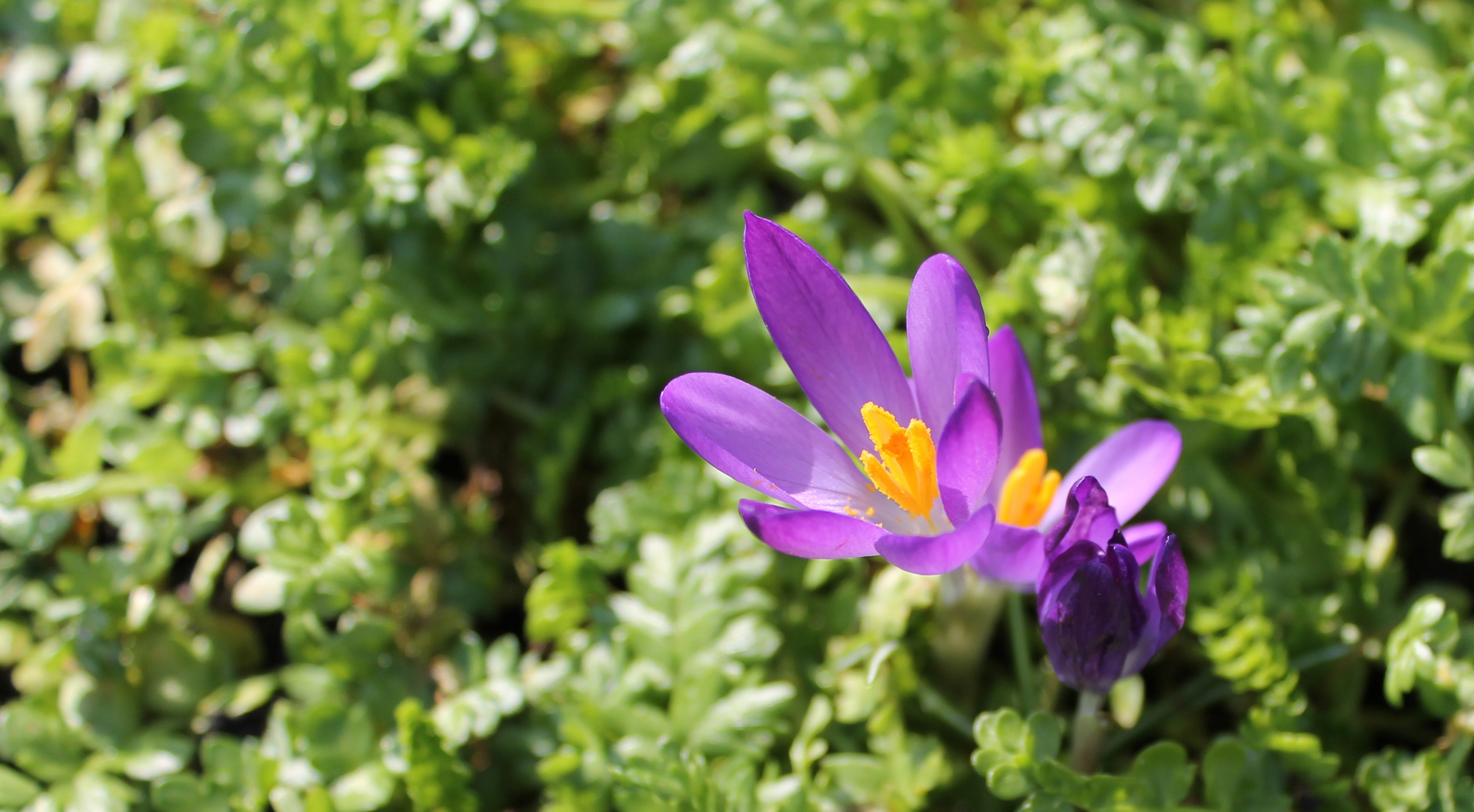 Endlich kommt der Frühling