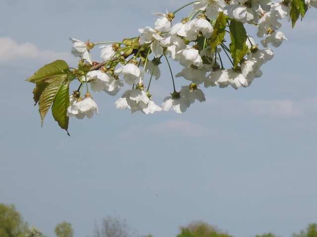 Endlich kommt der Frühling