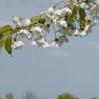 Endlich kommt der Frühling