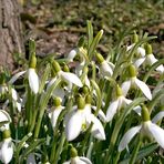 ... endlich kommt der Frühling :-)