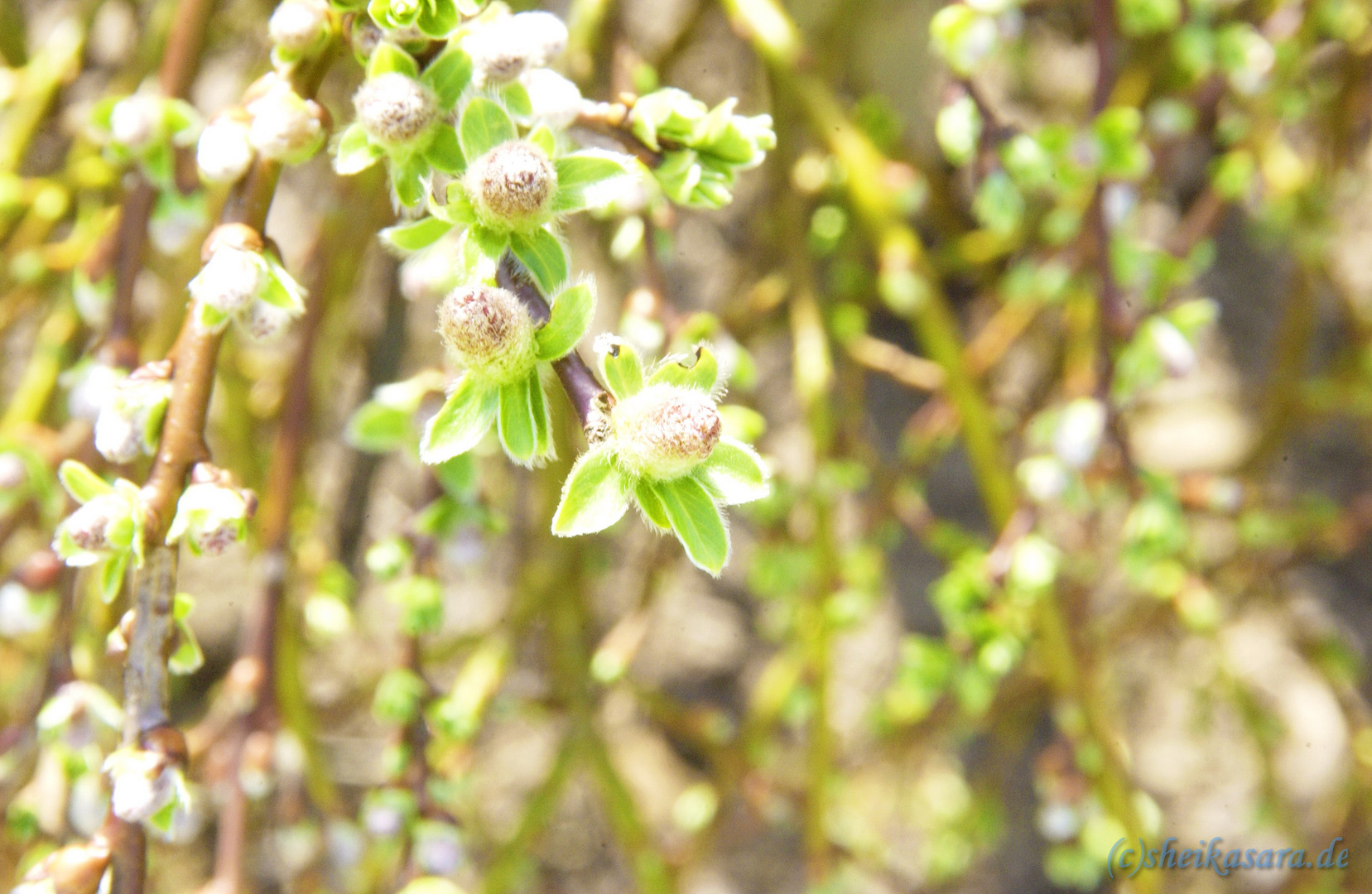 Endlich kommt die Blüte