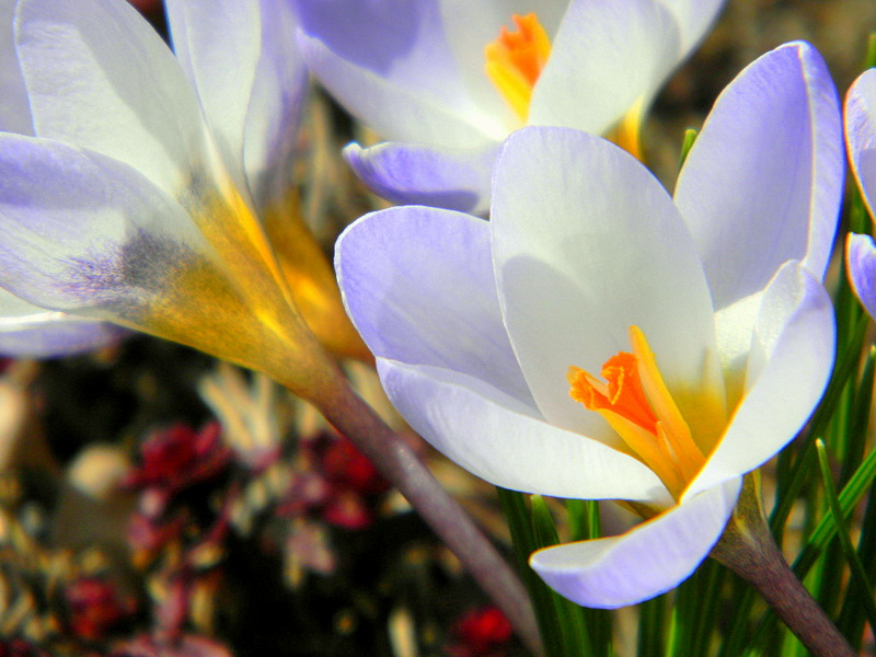 Endlich kommt er! - Der Frühling :)