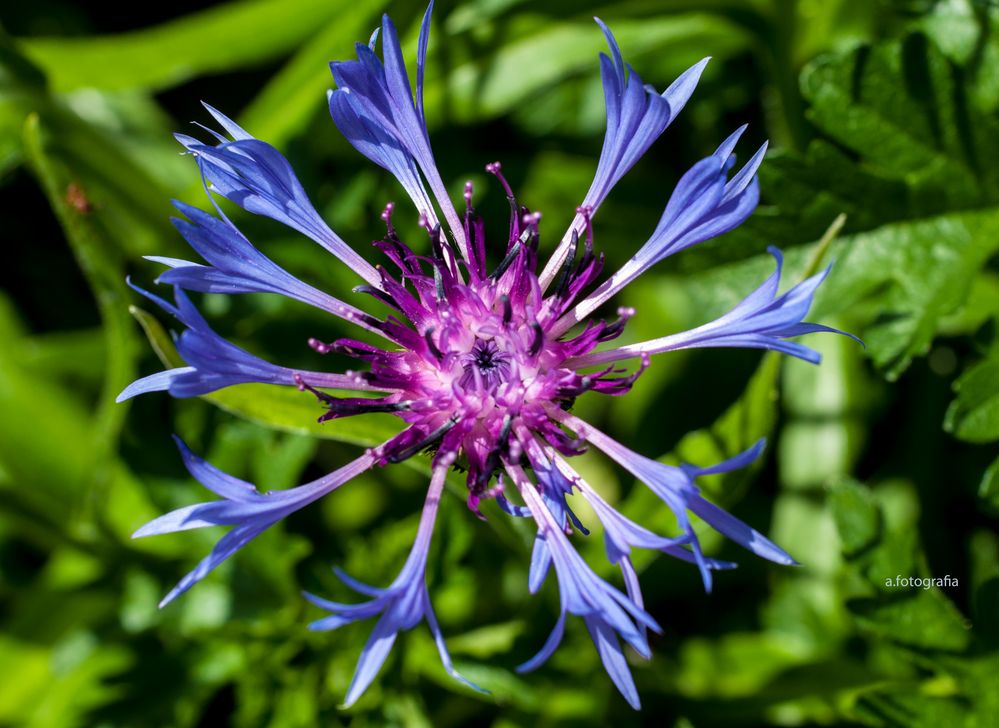 Endlich kommt wieder Farbe in die Natur......