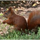 Endlich mal ein Eichhörnchen im Wildpark gesichtet