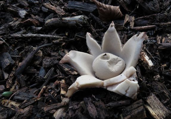 Endlich mal ein Erdstern