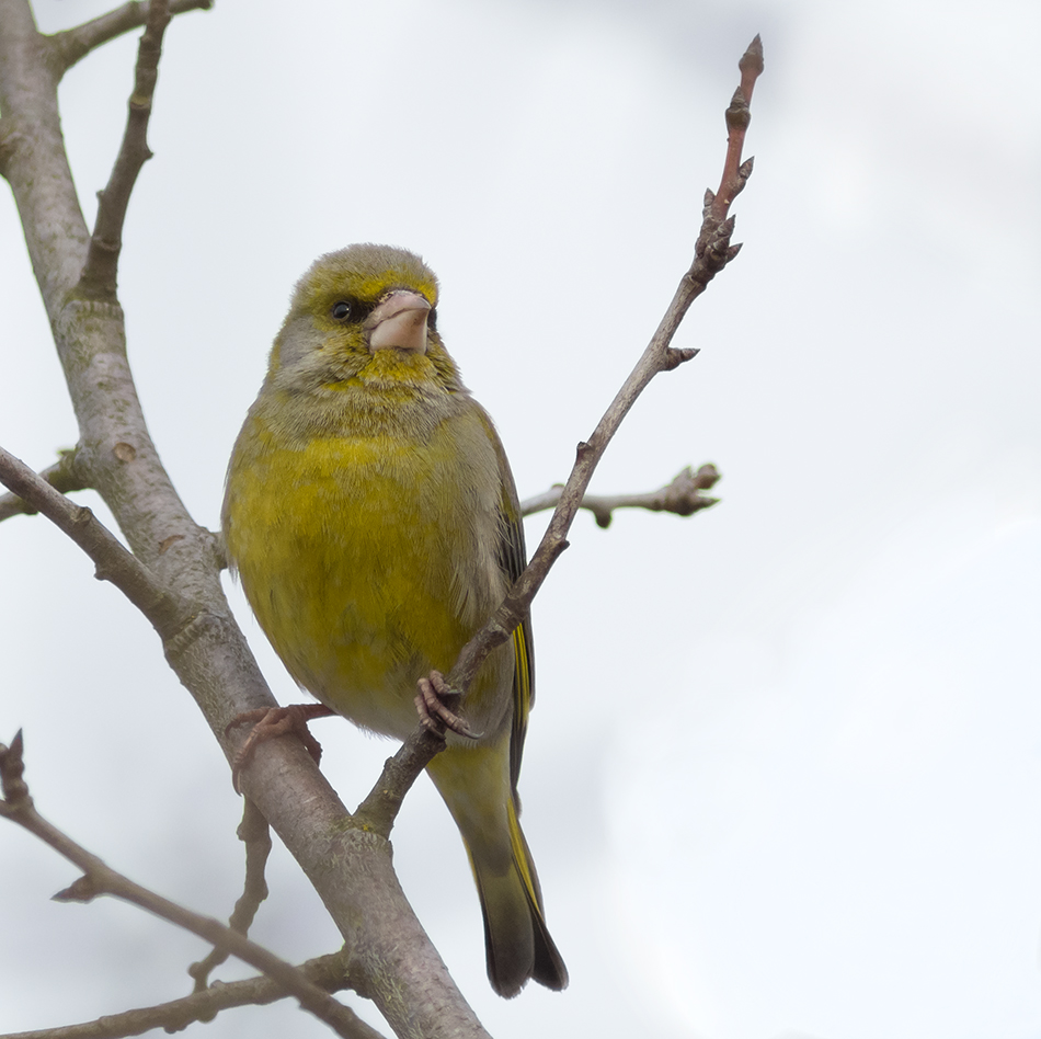 Gruener Vogel Im Garten