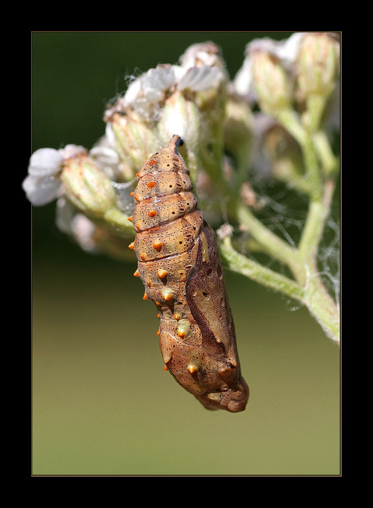 Endlich mal ein ruhiger Schmetterling ;-)