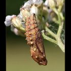 Endlich mal ein ruhiger Schmetterling ;-)