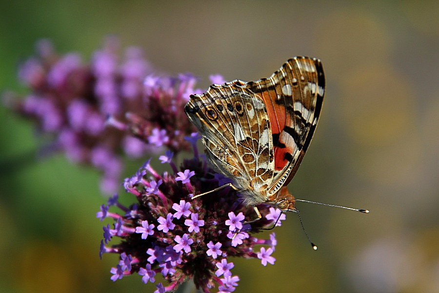 Endlich mal ein Schmetterling