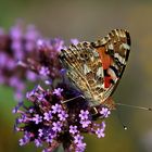 Endlich mal ein Schmetterling