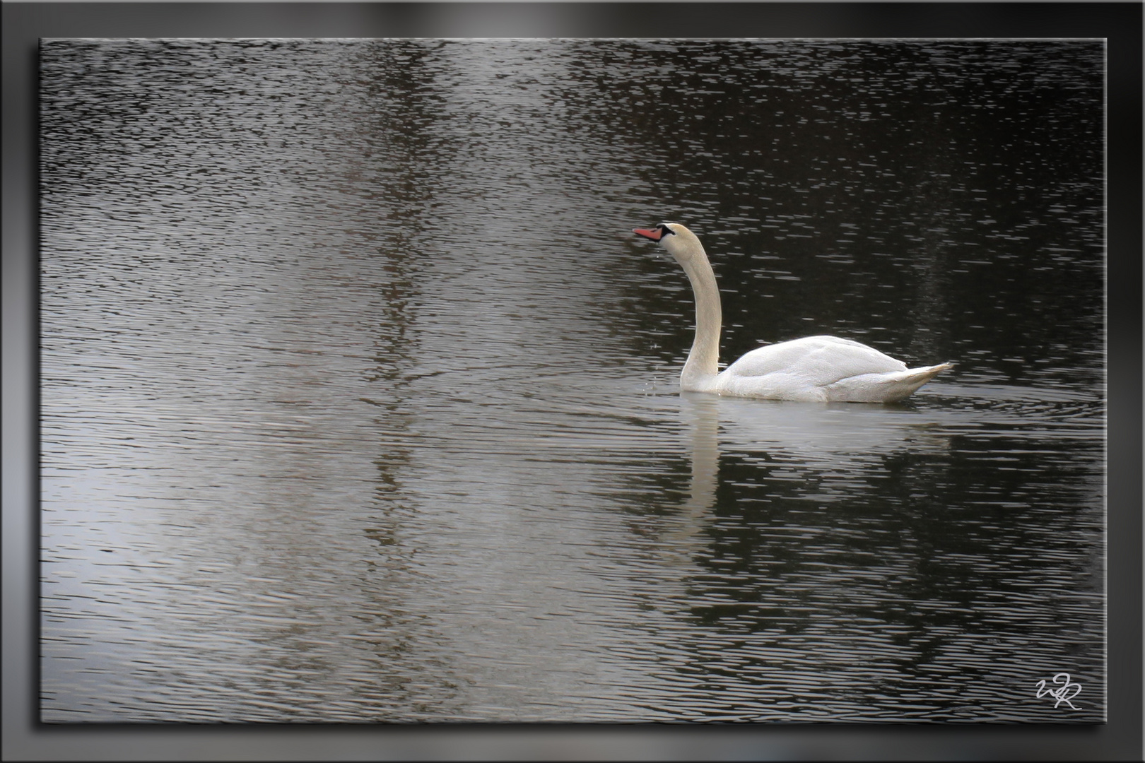 Endlich mal ein Schwan ....