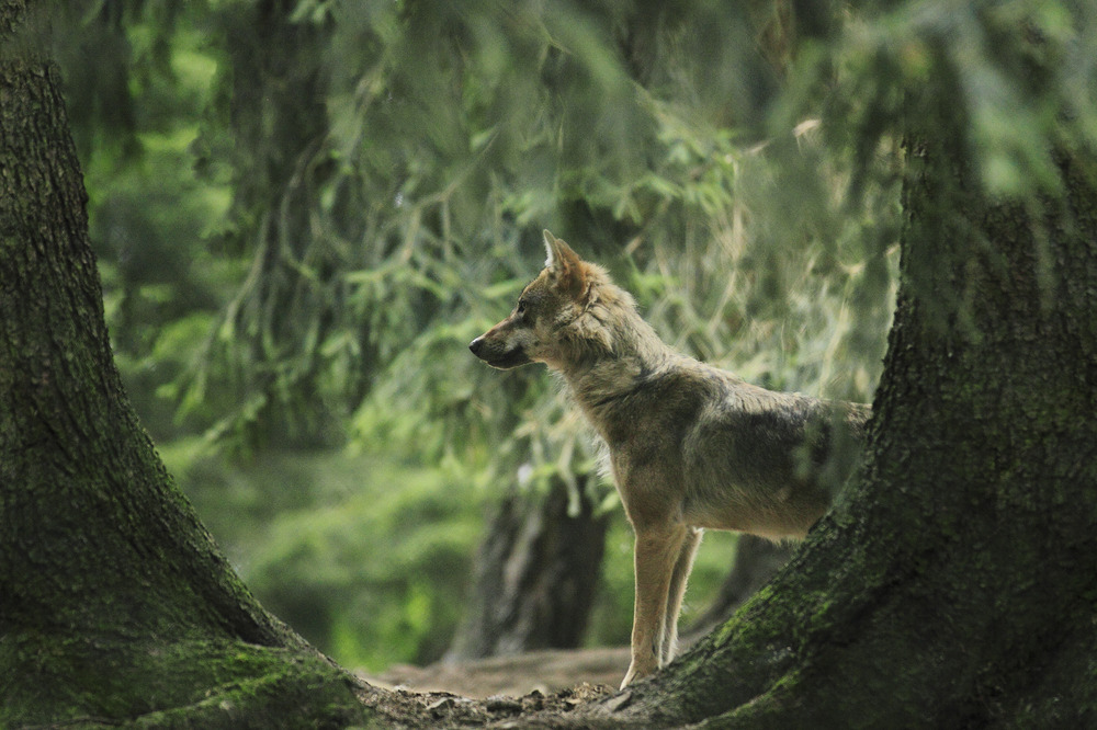 Endlich mal ein Wolf, wenn auch nur im Wildpark