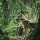 Endlich mal ein Wolf, wenn auch nur im Wildpark