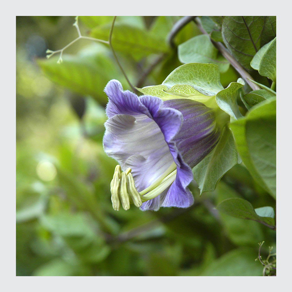 endlich mal eine Blüte