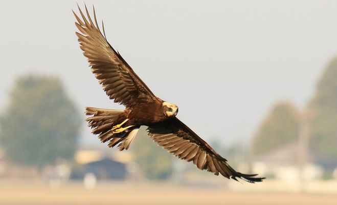 Endlich mal eine Rohrweihe im Flug
