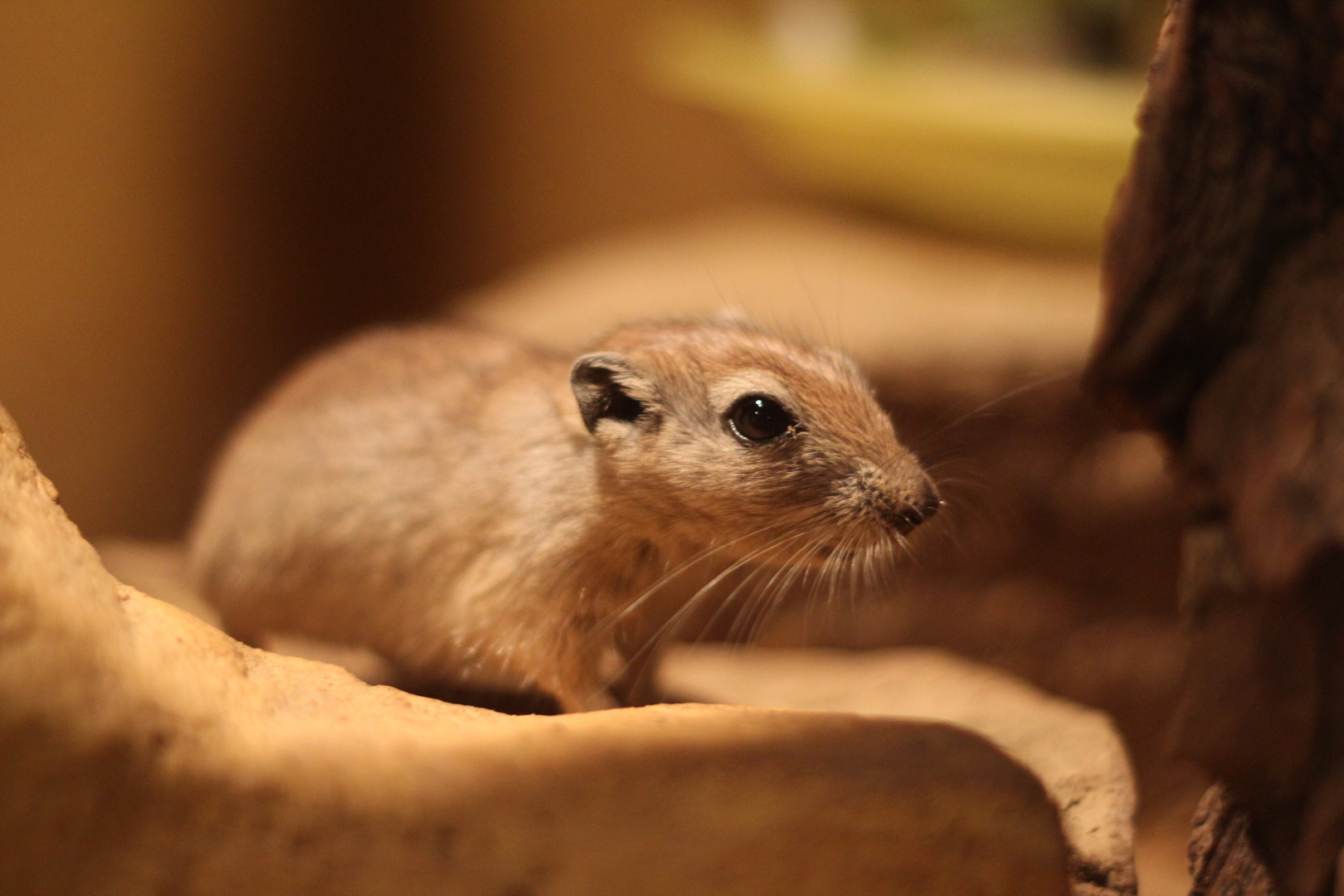 Endlich mal erwischt!!! Die Fette Sandratte vom Zoo Aschersleben.