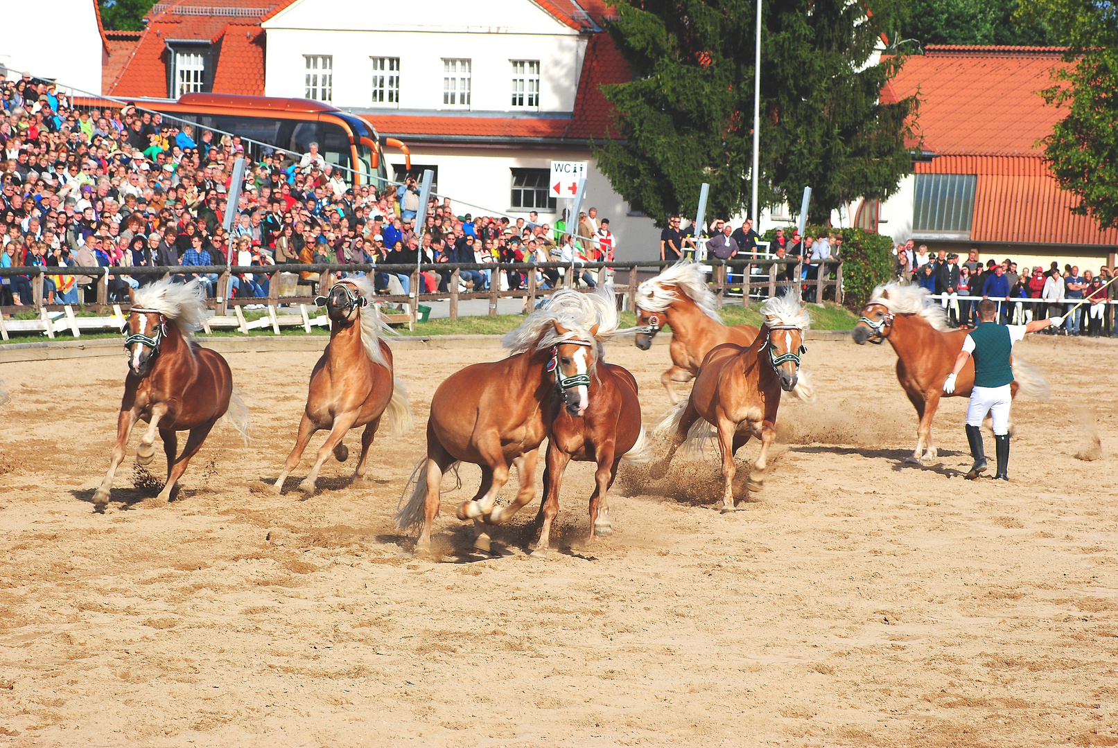 endlich mal frei laufen- Hengstparade 2013 Moritzburg