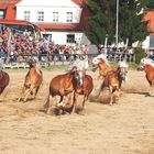 endlich mal frei laufen- Hengstparade 2013 Moritzburg