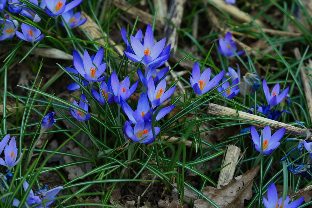 Endlich mal Krokus, endlich wieder Frühling