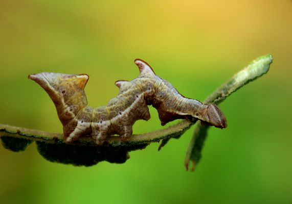 Endlich mal ne Raupe