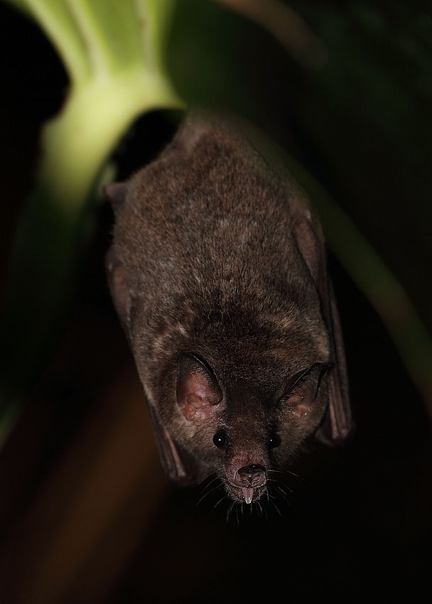 Endlich mal Ruhe - Blütenfledermaus die mir die Zunge rausstreckt (+ Tier Info)