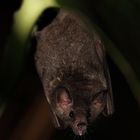 Endlich mal Ruhe - Blütenfledermaus die mir die Zunge rausstreckt (+ Tier Info)